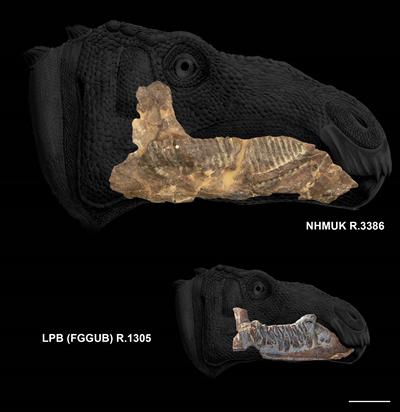 Size comparison image.